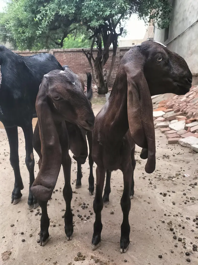 Nagra beetal females jori — photo 2