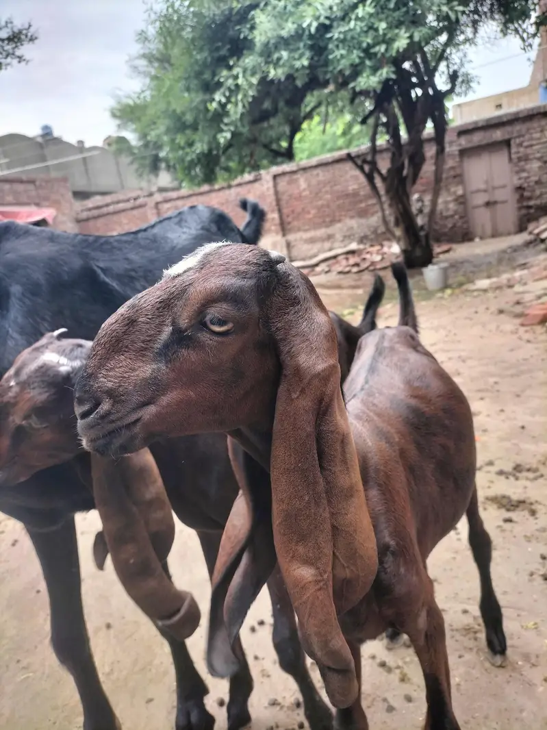 Nagra beetal females jori — photo 3