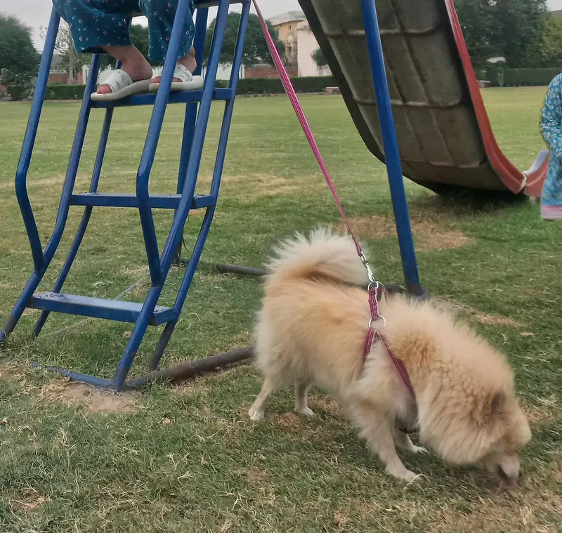 Pomeranian (German Spitz)