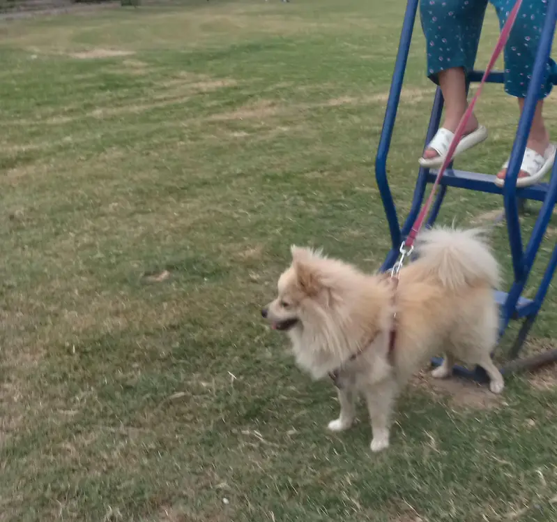 Pomeranian (German Spitz) — photo 2