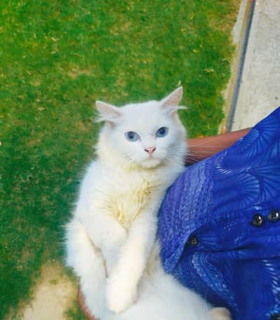 Beautiful male Persian kitten
