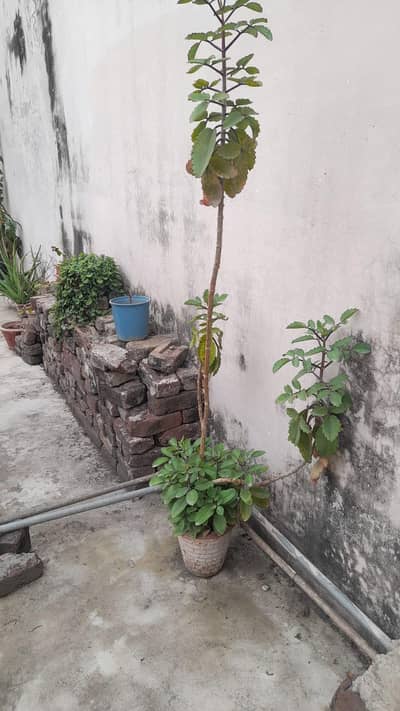 different home grown plants