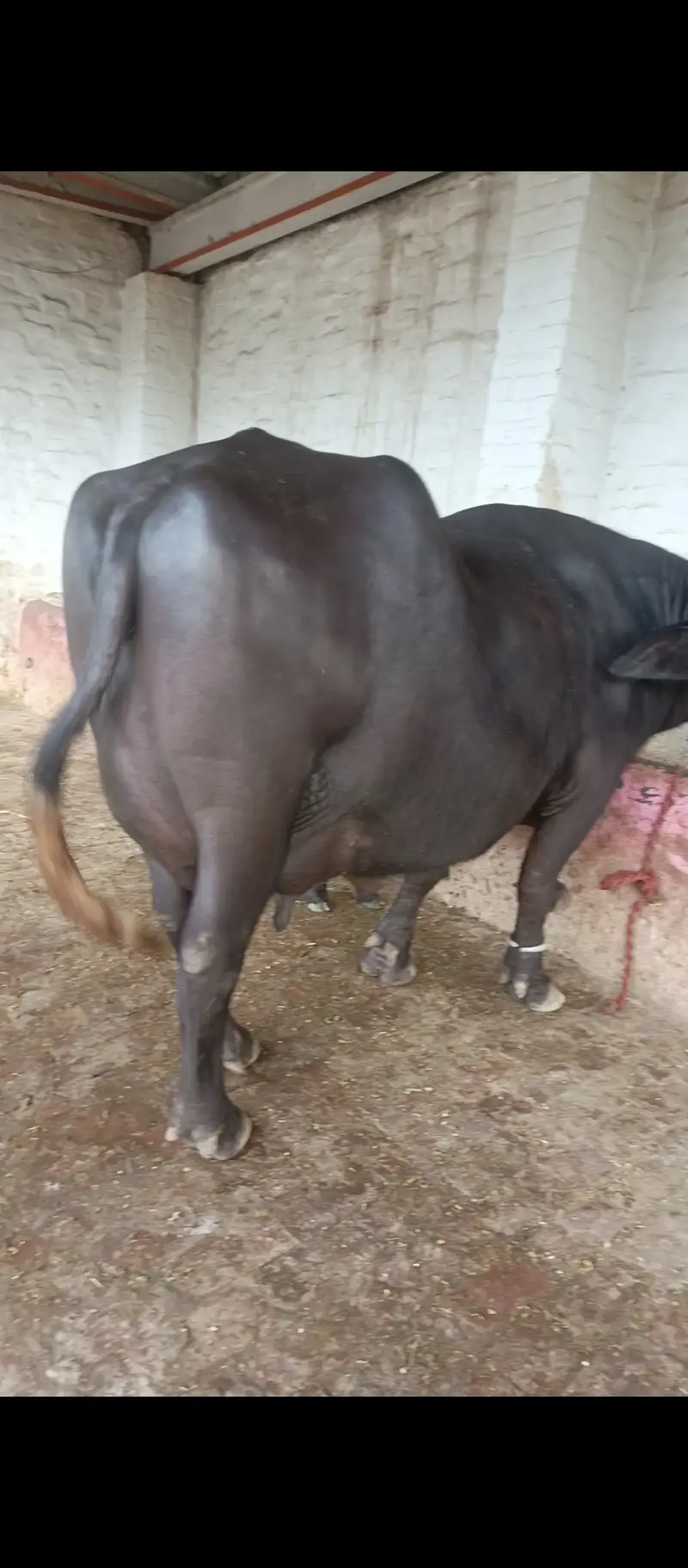 بیس کلو دودھ والی تازہ سوئی بھینس — photo 2