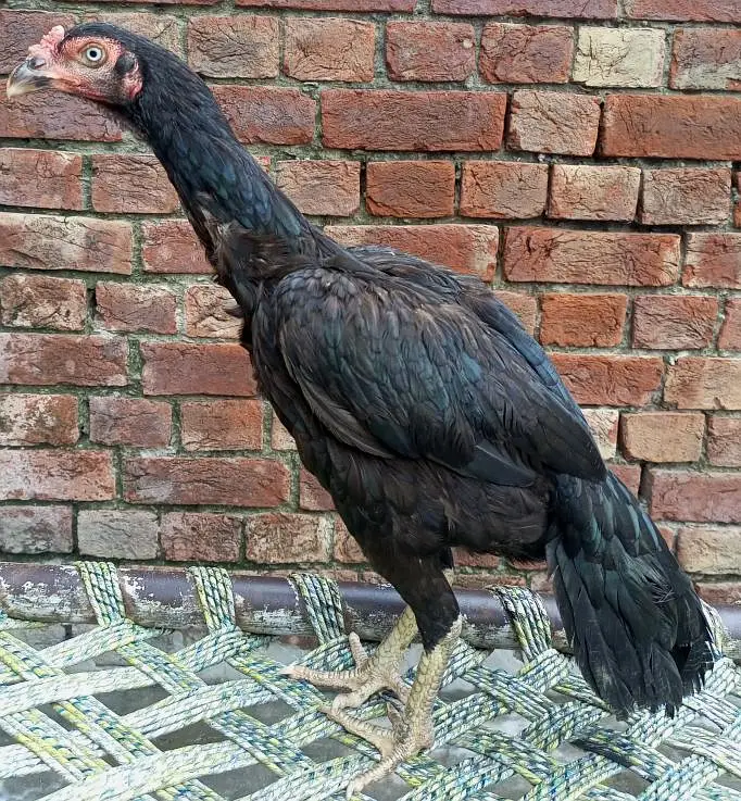 Pakistani Aseel Madi — photo 2