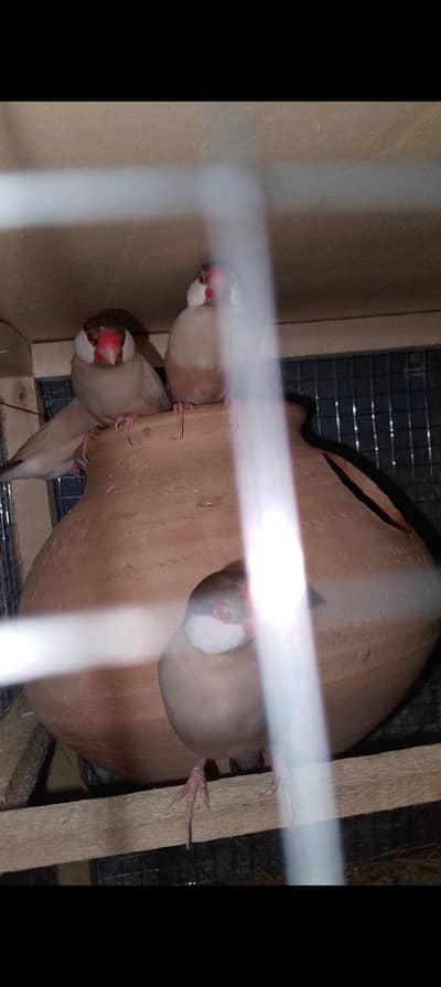 fawn java breeder Pair with cage