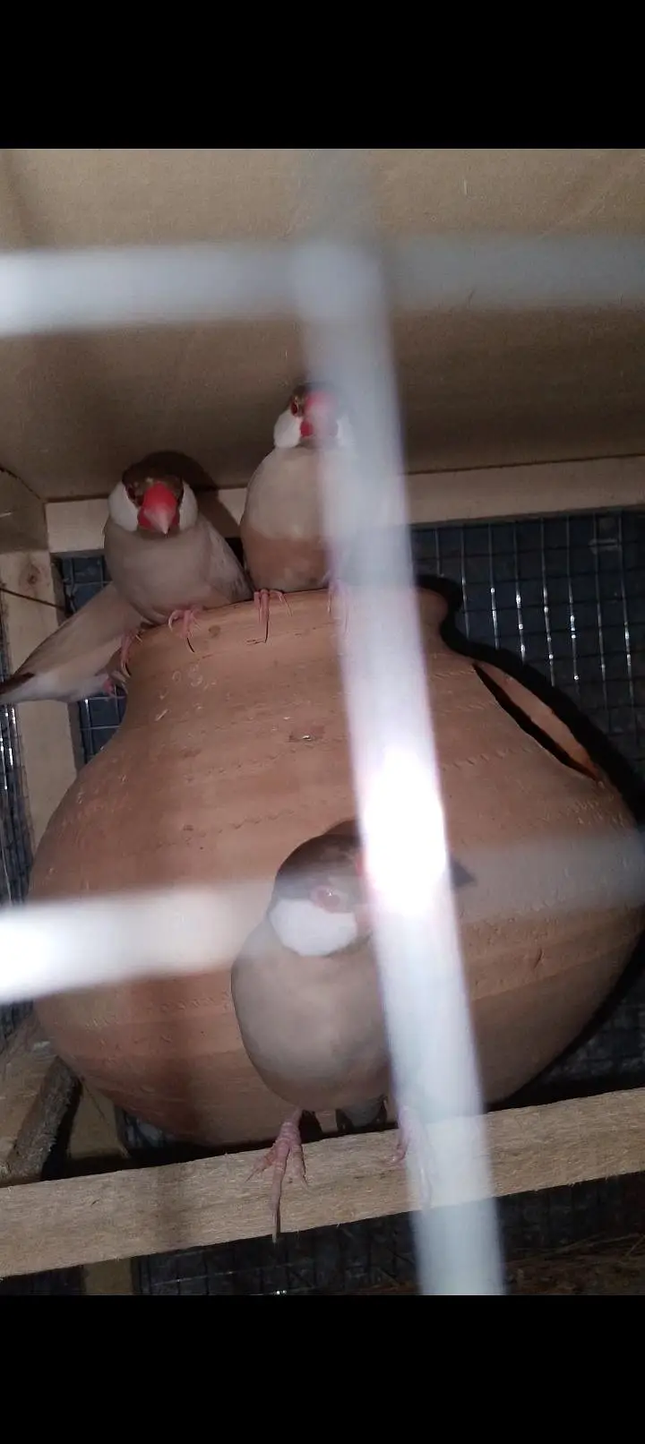 fawn java breeder Pair with cage