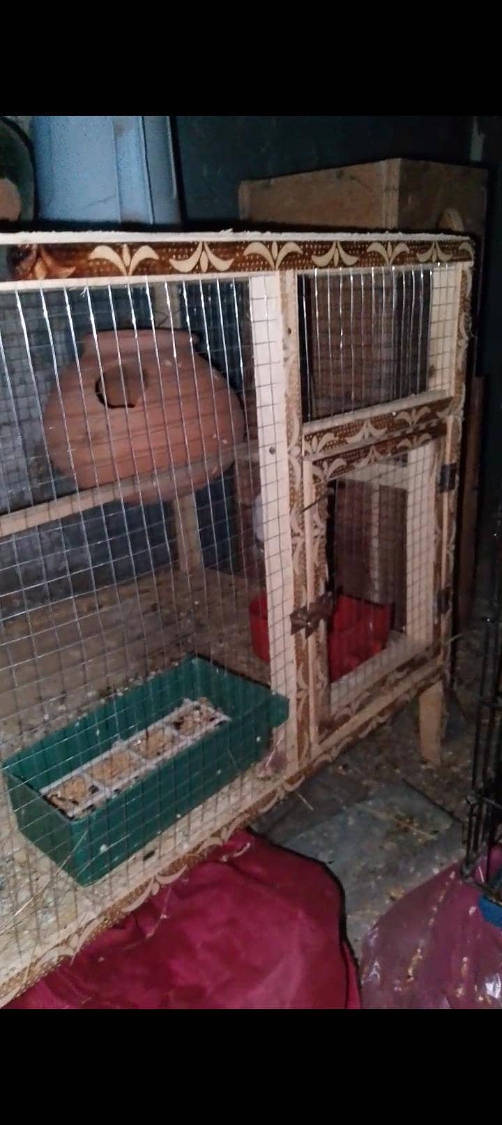 fawn java breeder Pair with cage 1