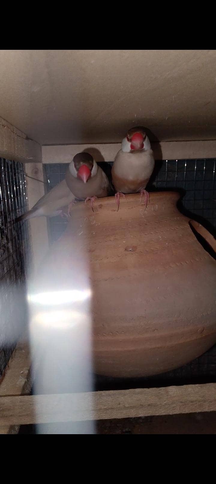 fawn java breeder Pair with cage 2