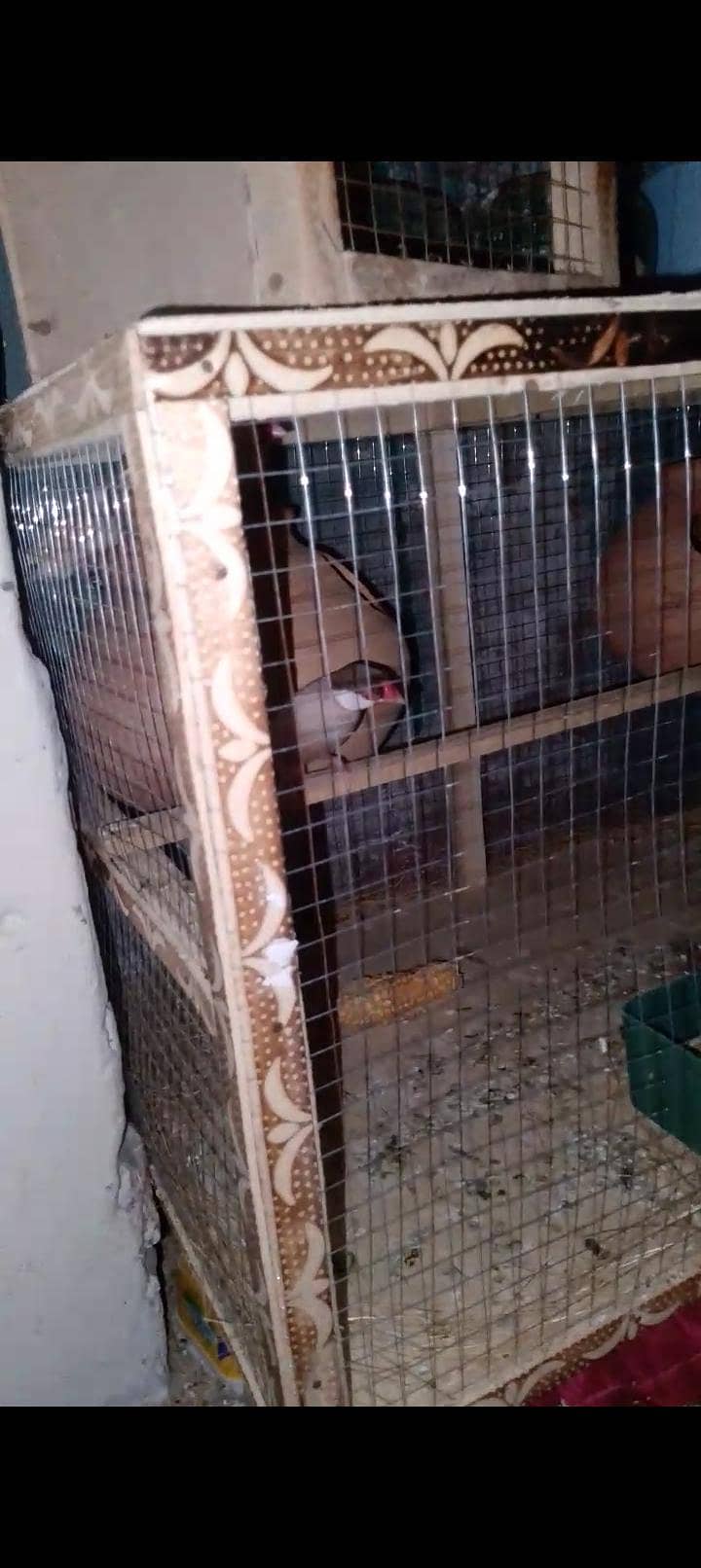 fawn java breeder Pair with cage 3