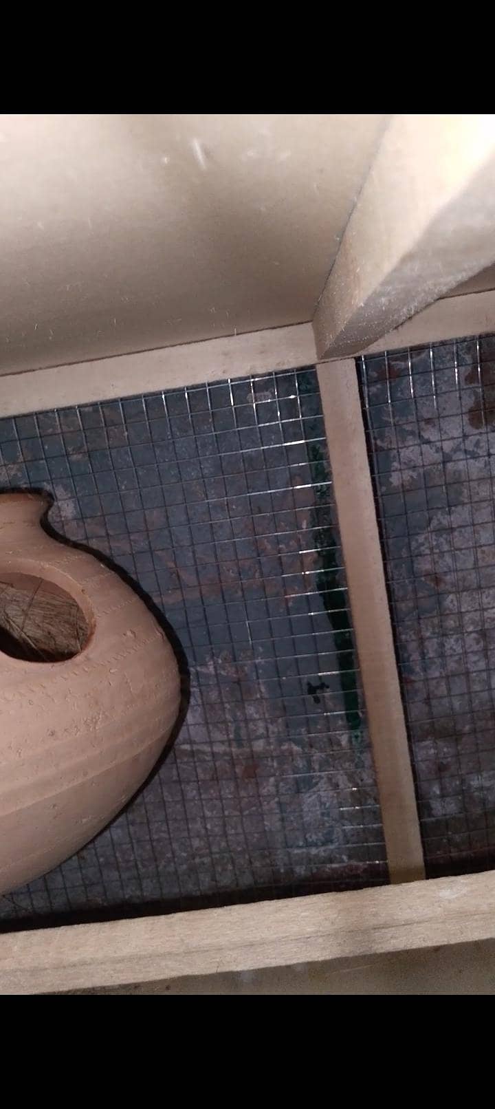 fawn java breeder Pair with cage 4