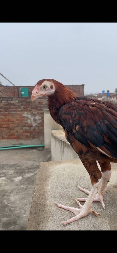 Parrot beak Aseel long tail