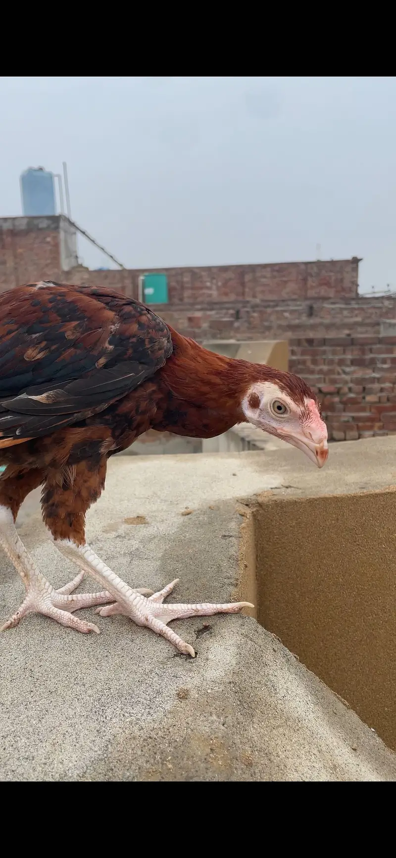 Parrot beak Aseel long tail — photo 2