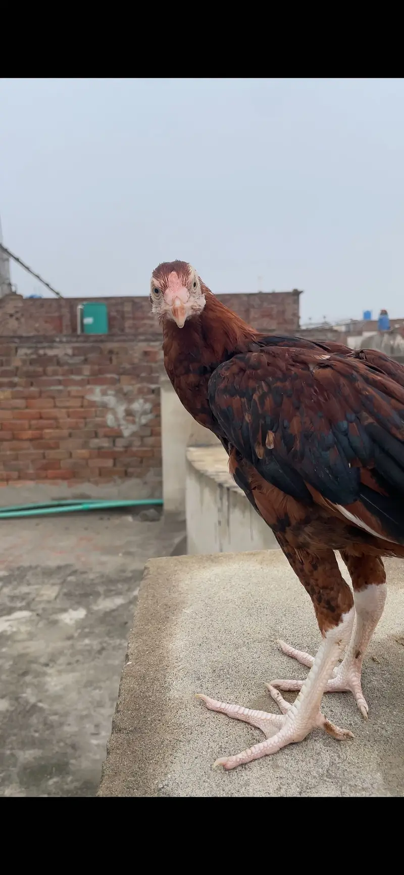 Parrot beak Aseel long tail — photo 4