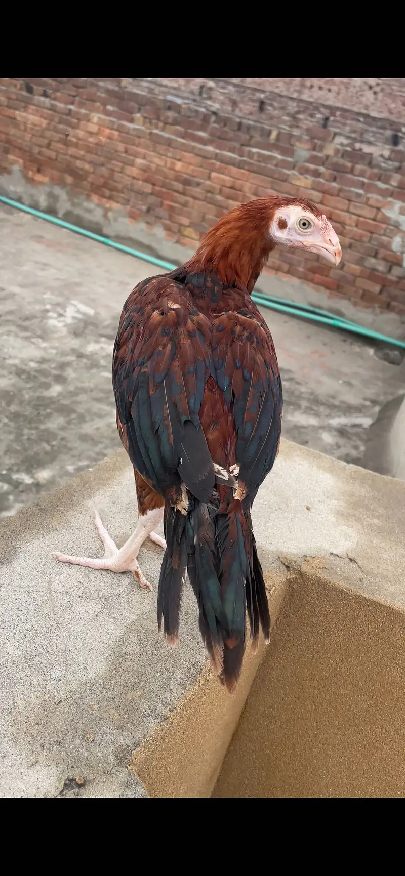 Parrot beak Aseel long tail — photo 5