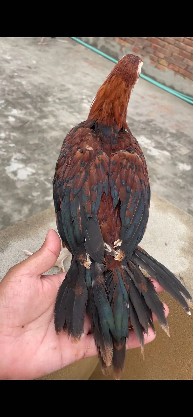 Parrot beak Aseel long tail — photo 6