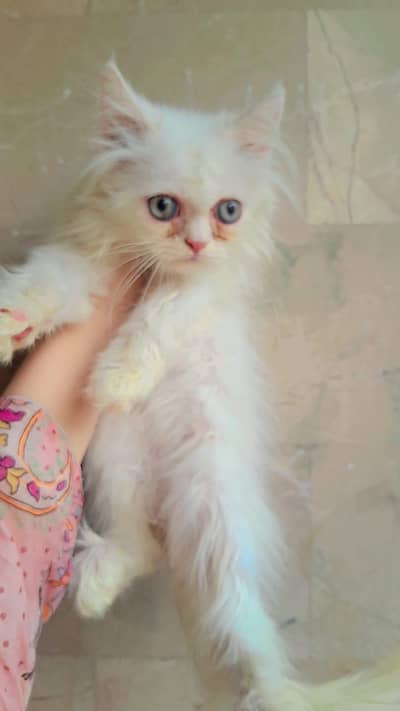 Persian kitten