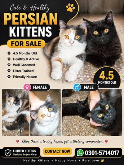  Persian Kittens Available for Sale 