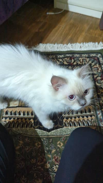 Persian female cat