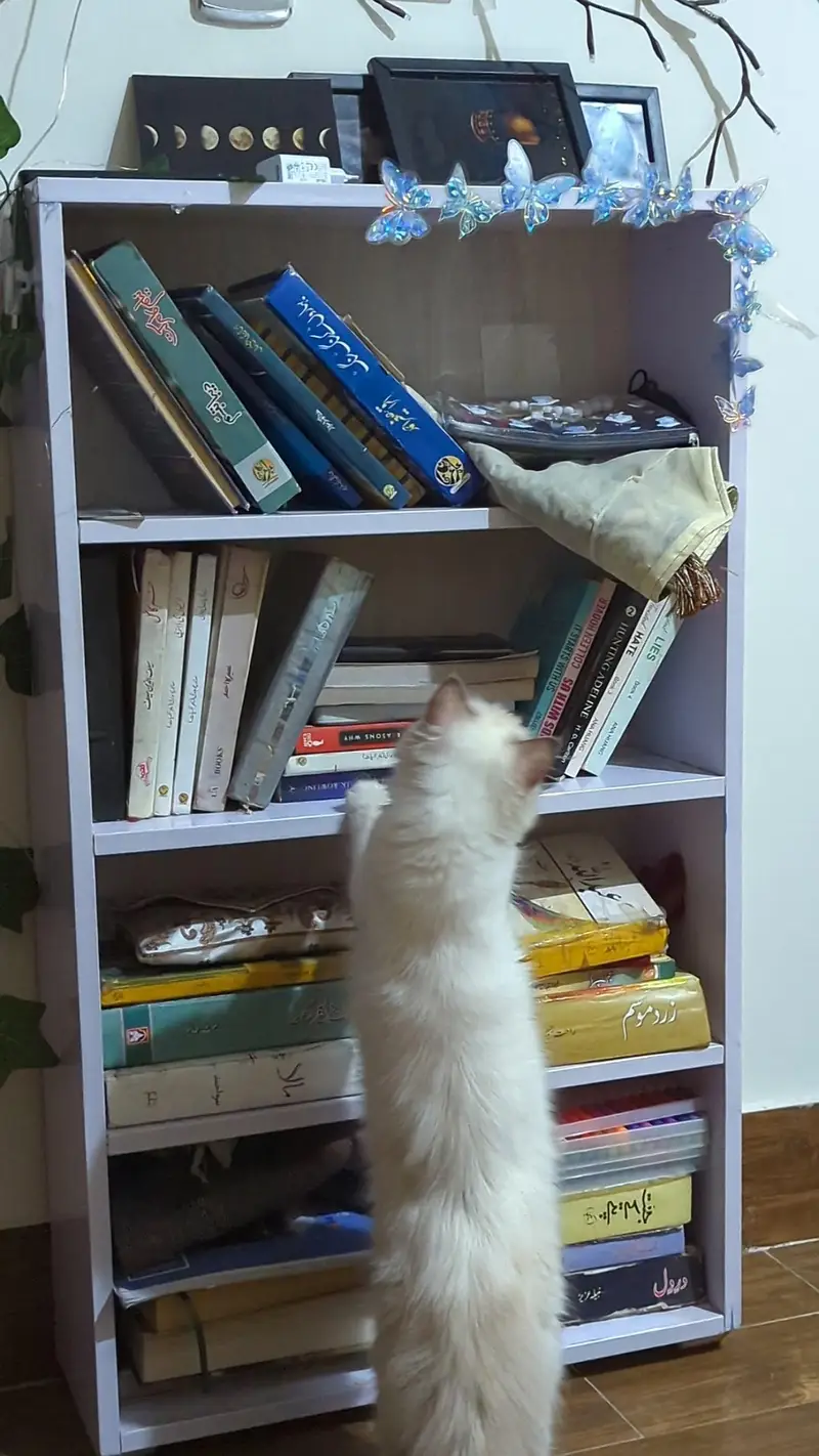 Persian female cat — photo 2