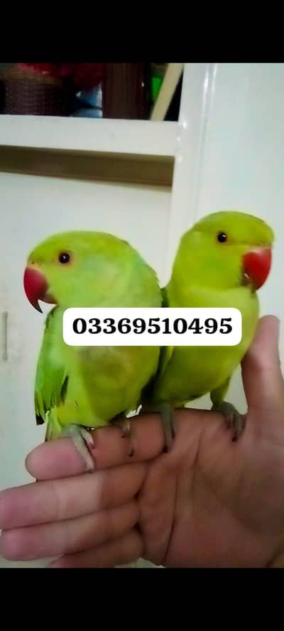 Green ringneck parrot handtame pair