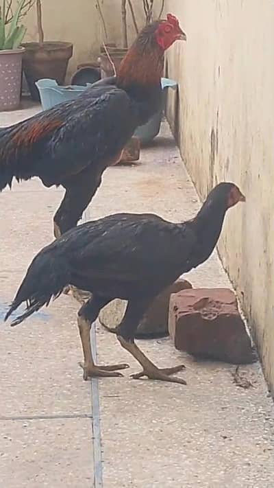 Japanese shamo x Thai cross shamoo aseel muraga pair high quality