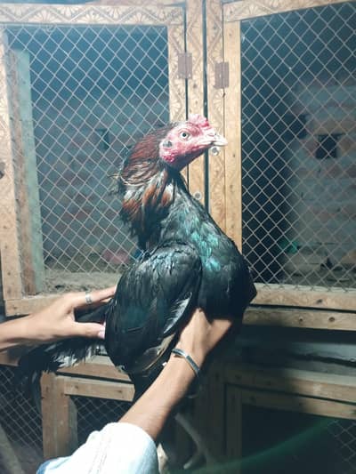 pure assel murga urgent sale