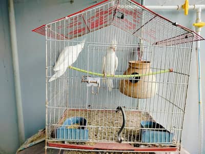 cocktail parrot for sale