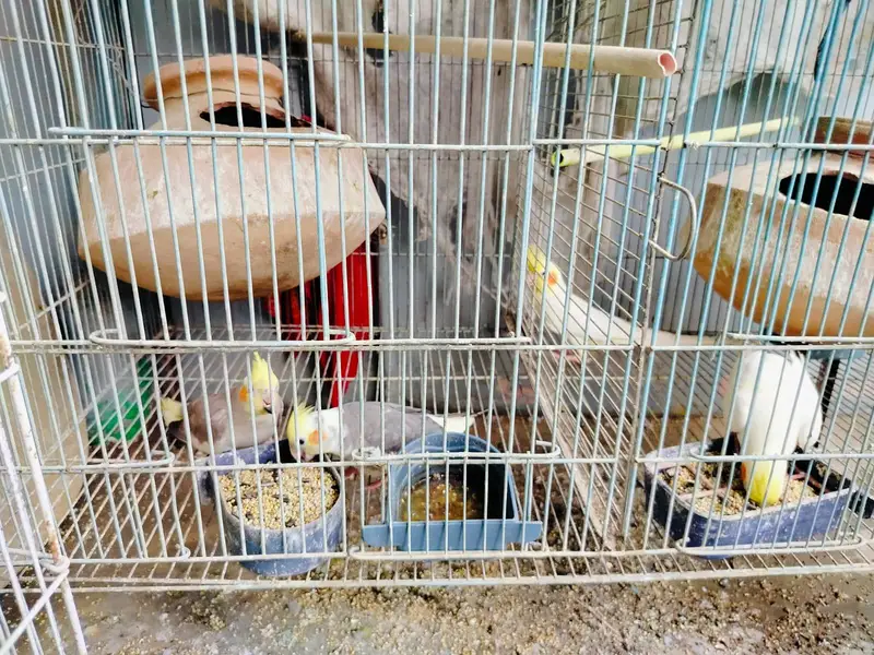 cocktail parrot for sale — photo 2