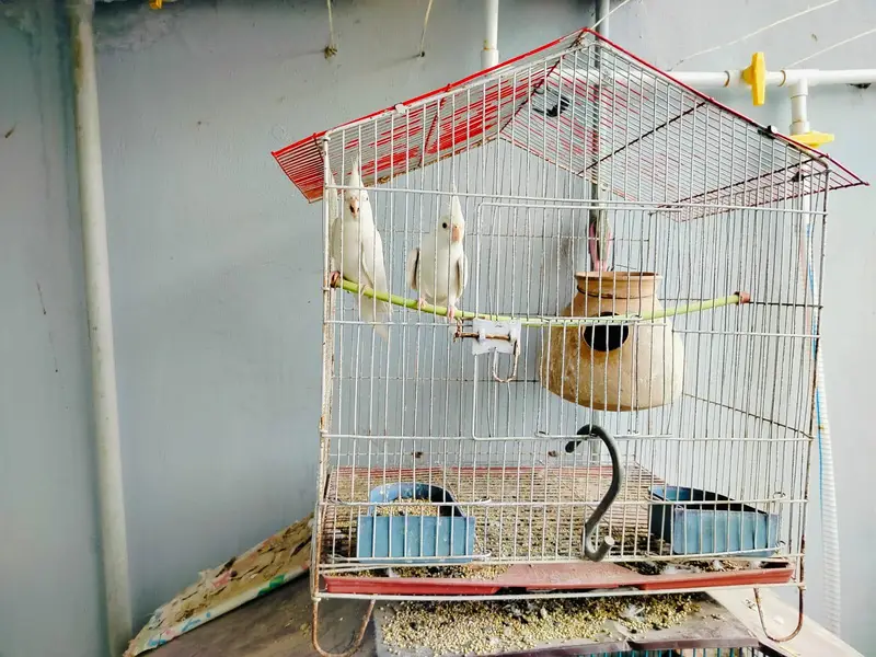 cocktail parrot for sale — photo 3