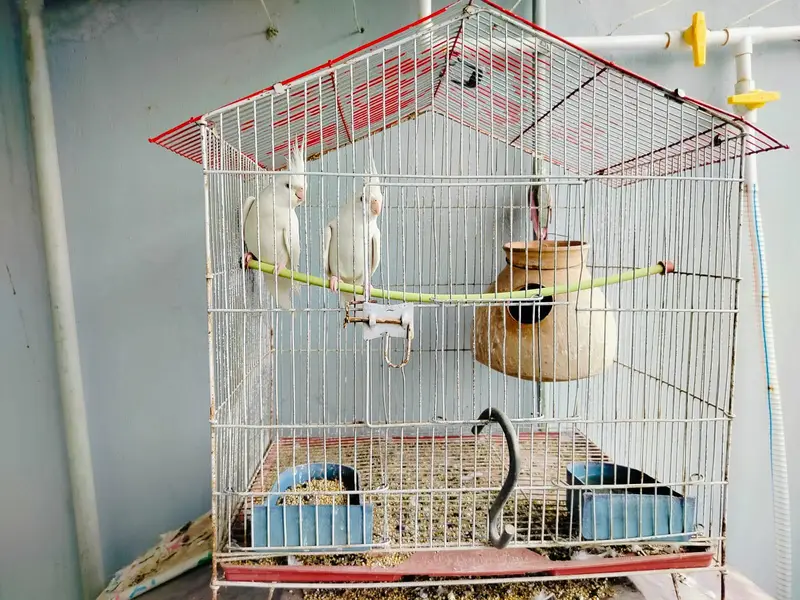 cocktail parrot for sale — photo 4