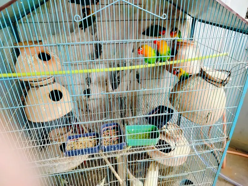 cocktail parrot for sale — photo 6