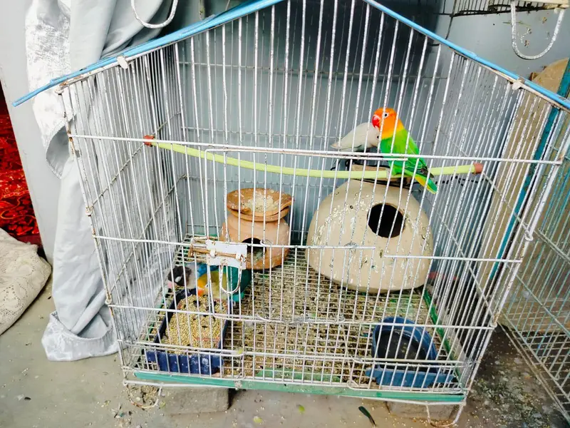 cocktail parrot for sale — photo 7