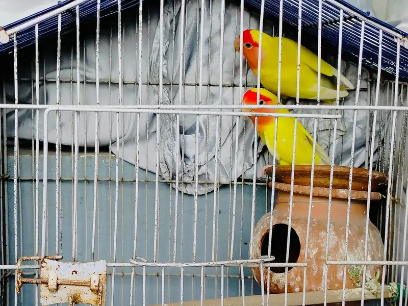 cocktail parrot for sale — photo 8