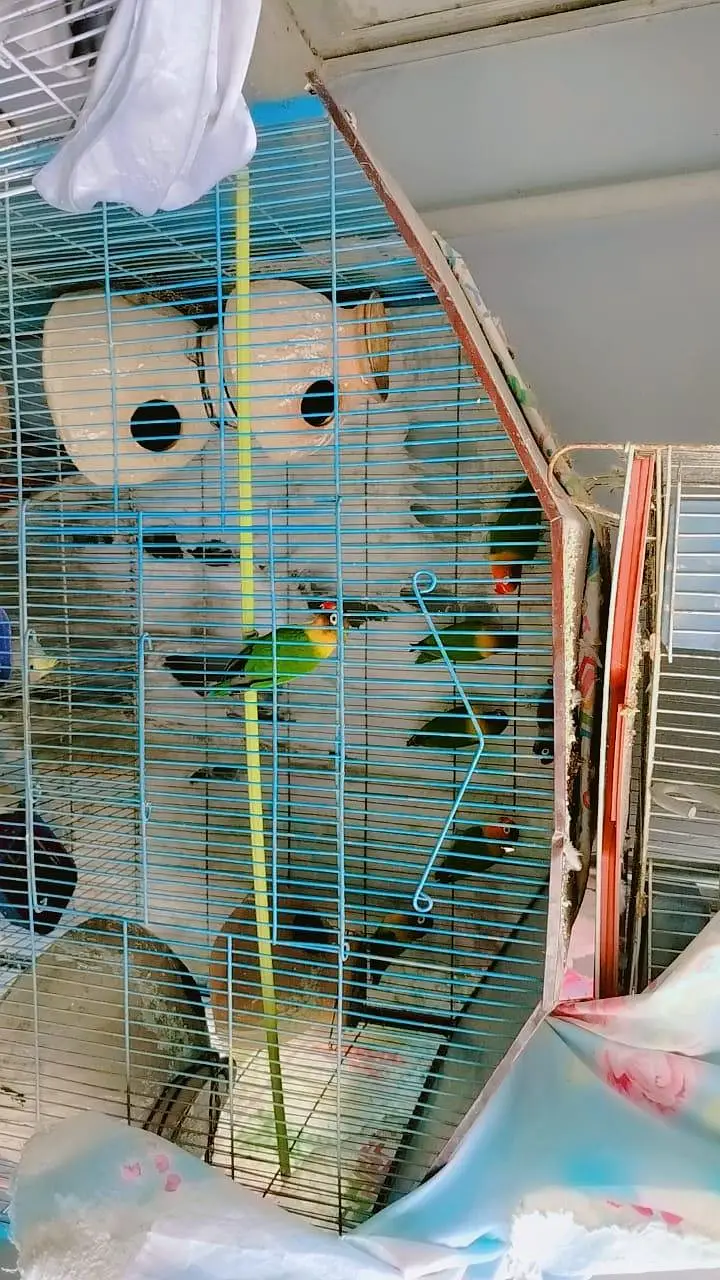 cocktail parrot for sale — photo 9