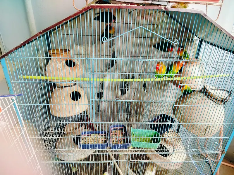 cocktail parrot for sale — photo 10