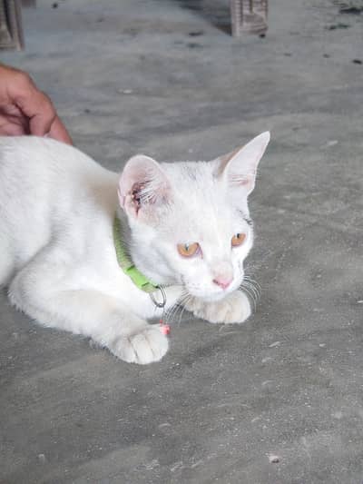 available cat