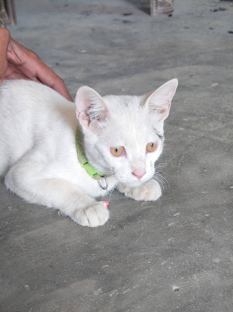 available cat 1