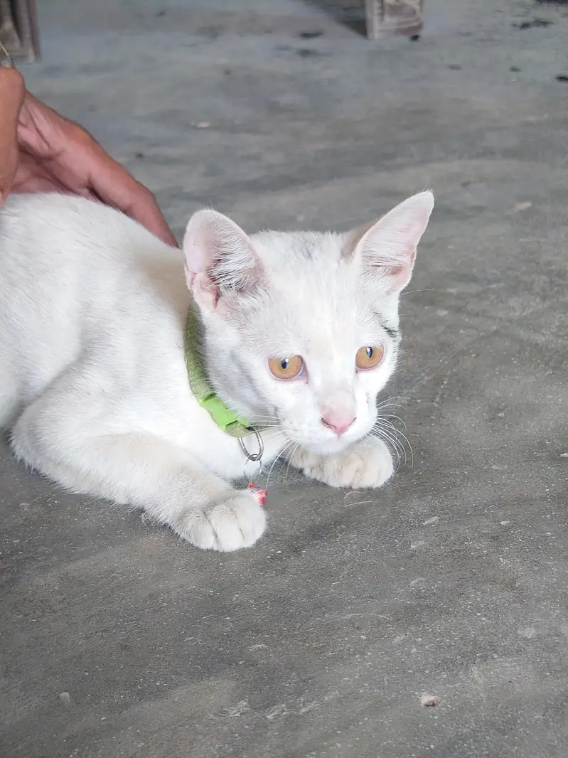 available cat — photo 2