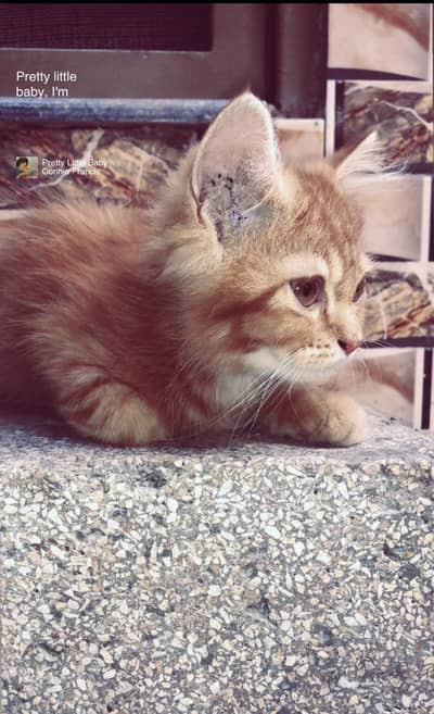 Persian cat fore sale
