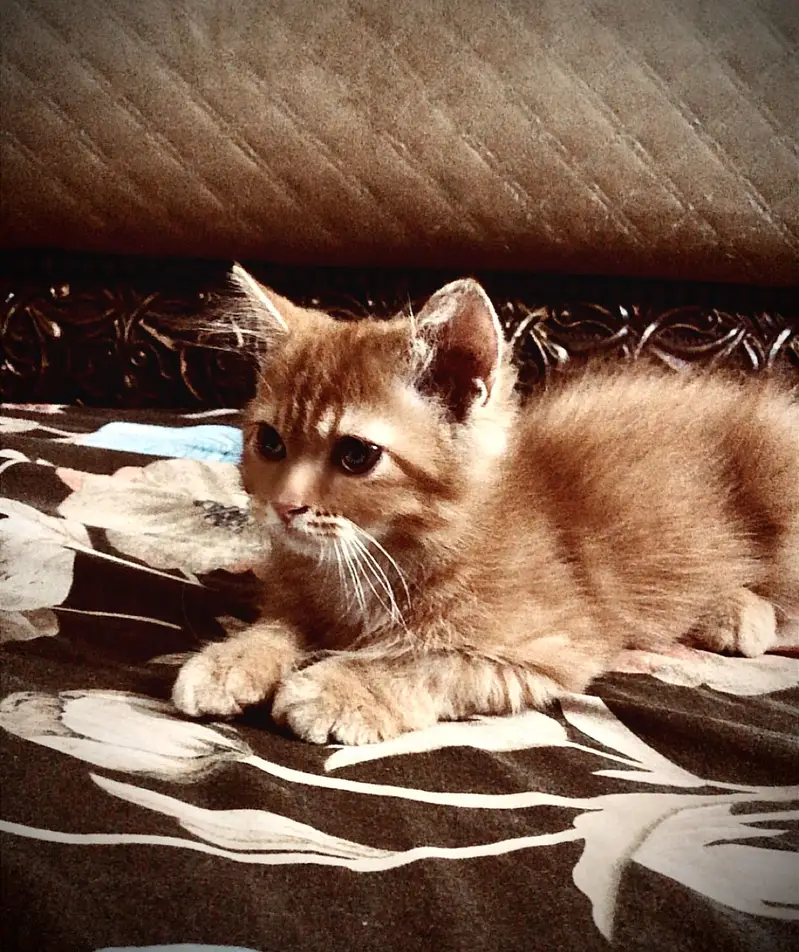 Persian cat fore sale — photo 2