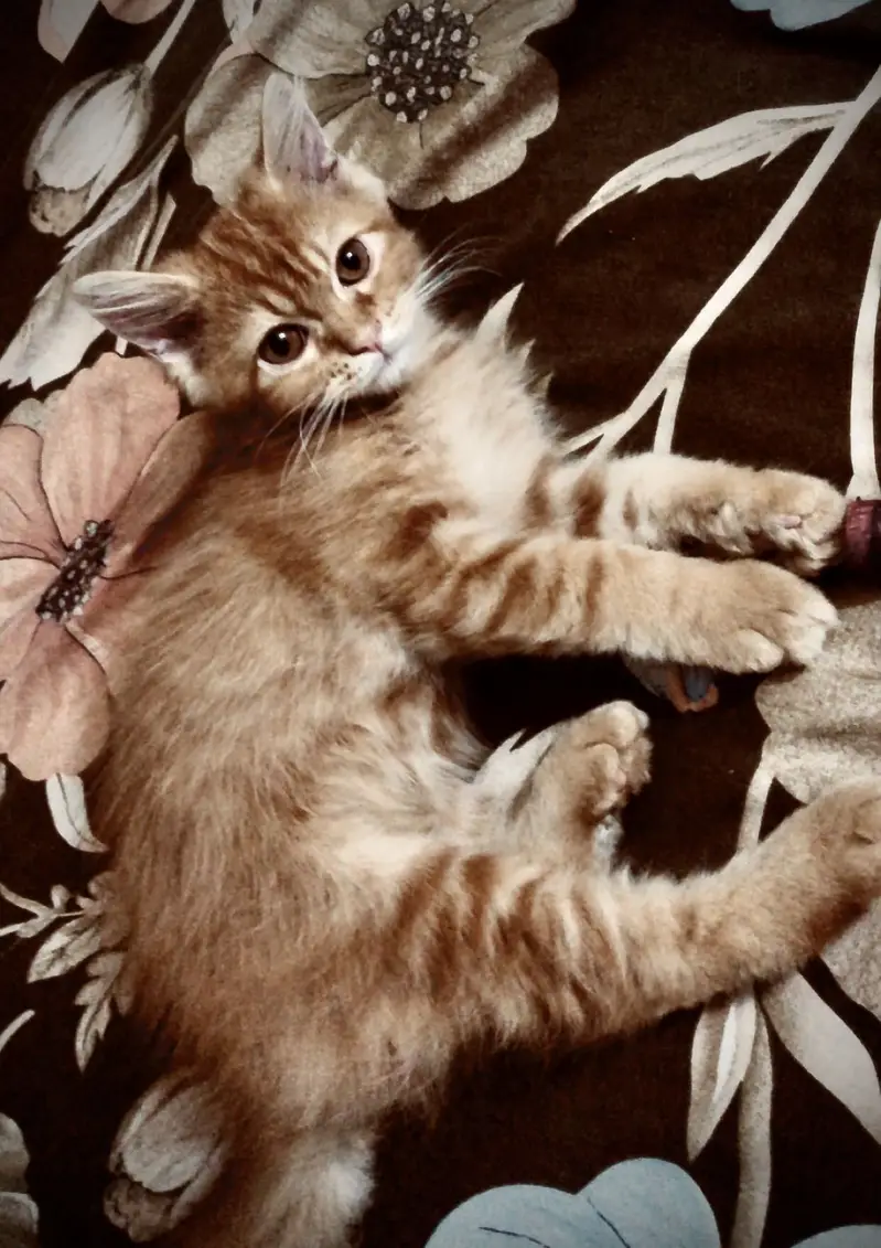 Persian cat fore sale — photo 3