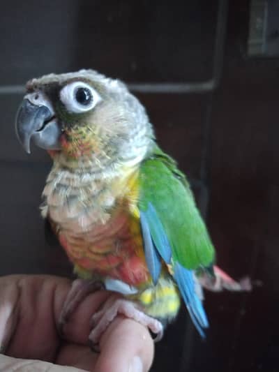 hand rammed red factor conure parrot available