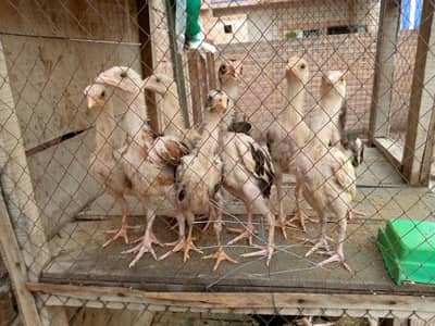 Aseel pure chicks
