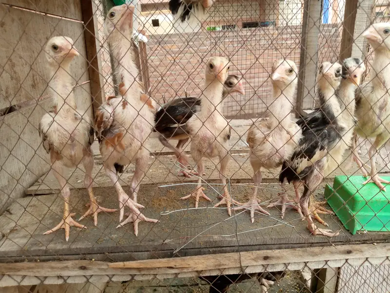 Aseel pure chicks — photo 2