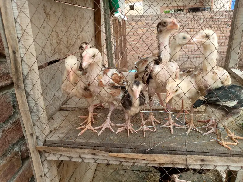 Aseel pure chicks — photo 3