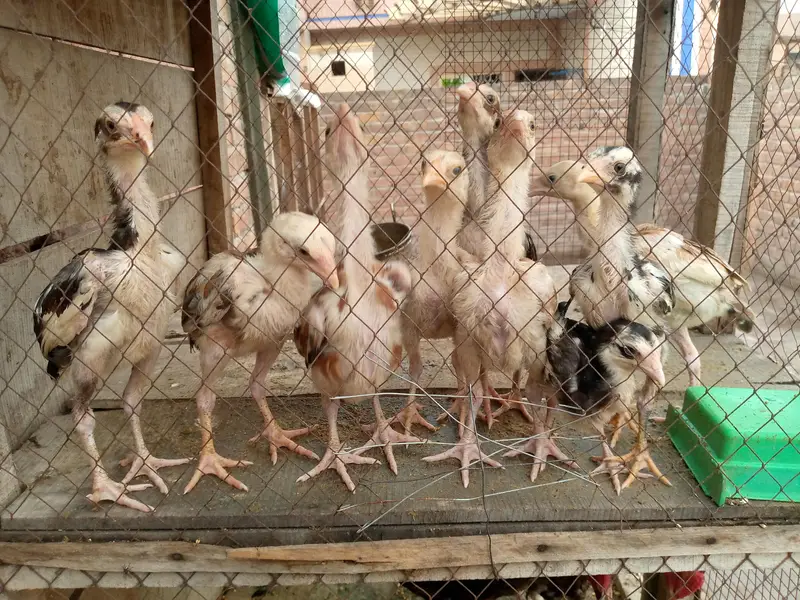 Aseel pure chicks — photo 4