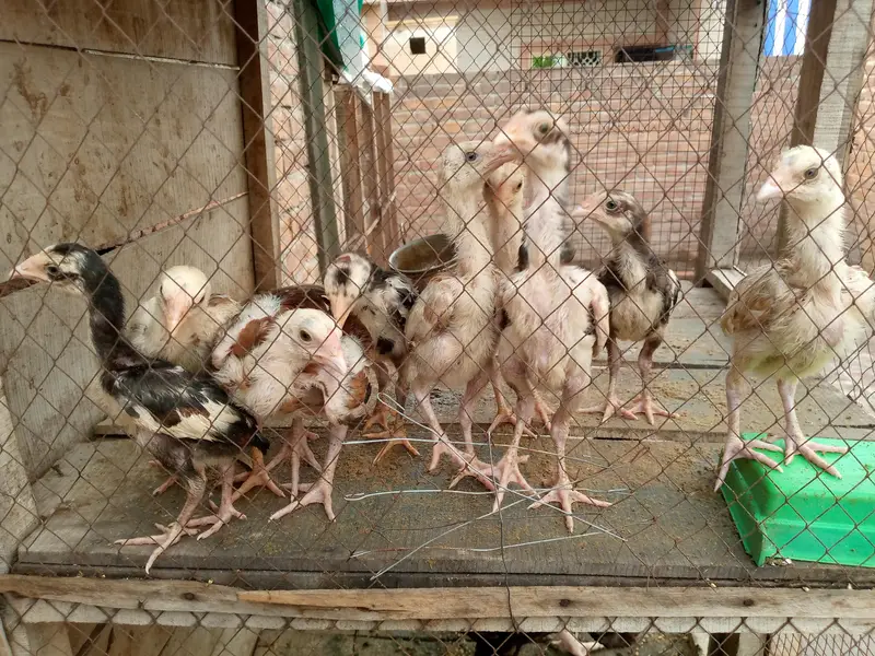 Aseel pure chicks — photo 5