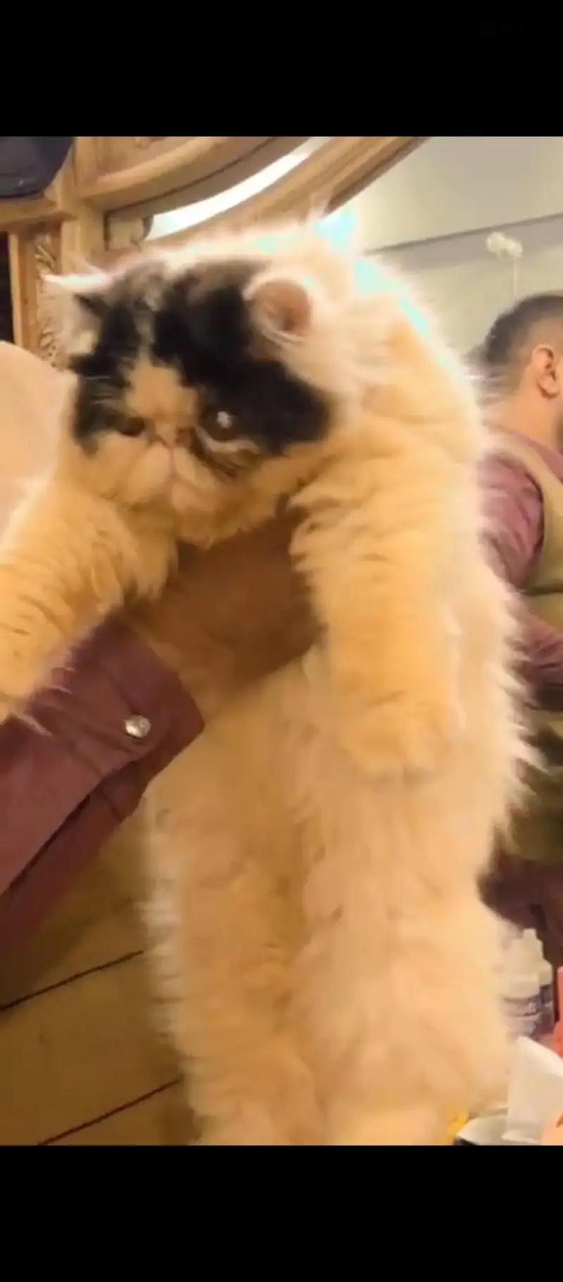 male cat available for sale. CFA quality kitten b availble hain. — photo 3