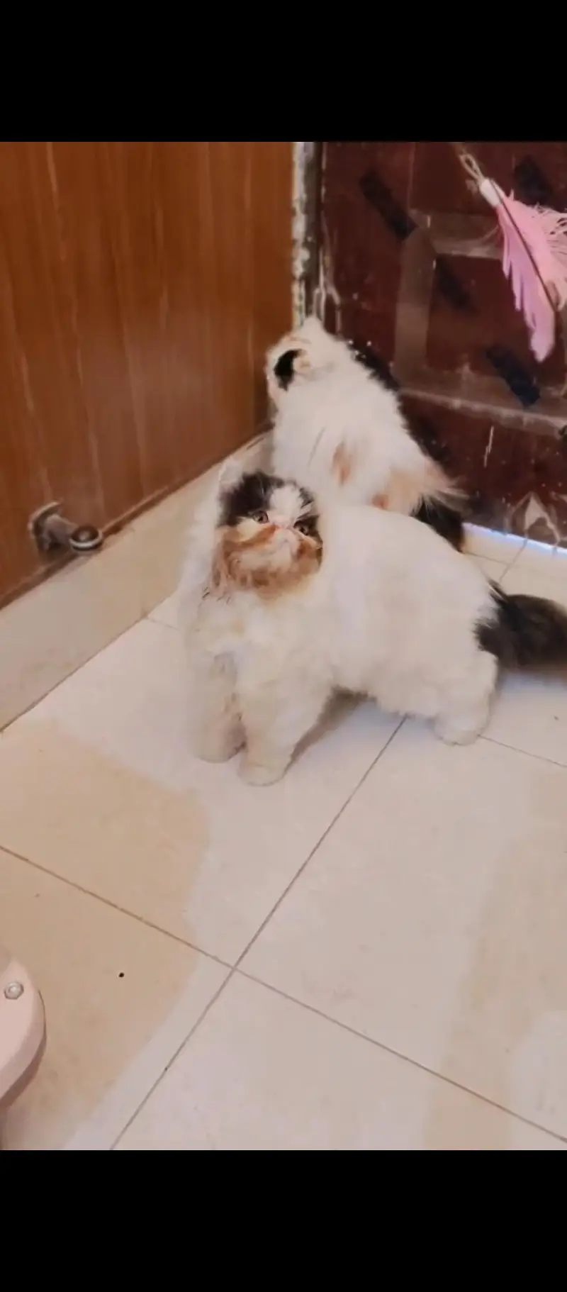 male cat available for sale. CFA quality kitten b availble hain. — photo 4