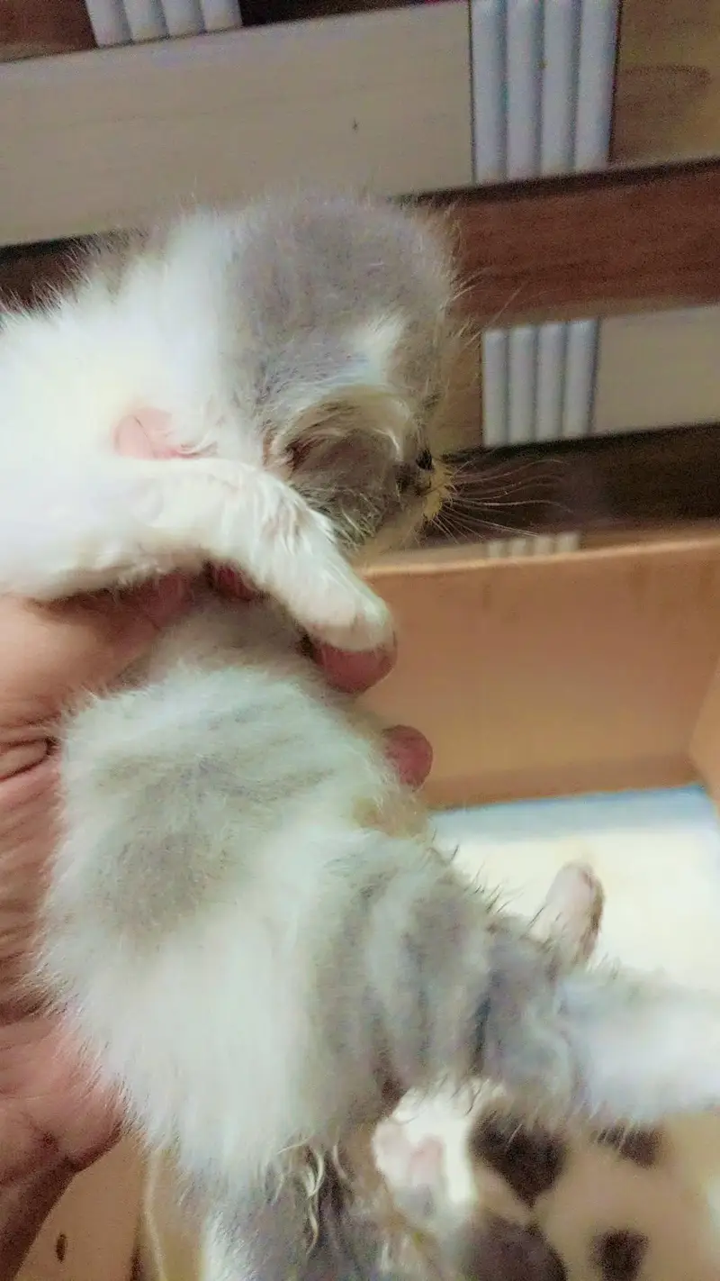 male cat available for sale. CFA quality kitten b availble hain. — photo 5